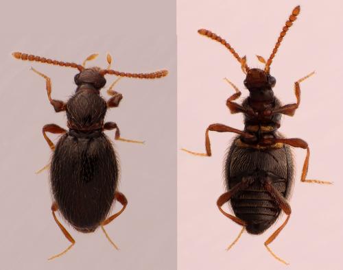 Réf. 220 285 : Stenichnus scutellaris
